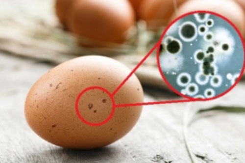 5 thực phẩm quen thuộc chứa cả ổ vi khuẩn, cố ăn càng sinh bệnh