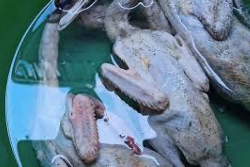 Bố mẹ vợ gửi cho 3 con vịt, chồng bĩu môi "lần sau đồ tử tế mới nhận" và lời đáp lại của vợ lại khiến anh ngượng chín mặt