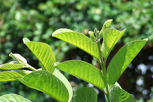 Lợi ích phòng và điều trị bệnh tật từ lá ổi