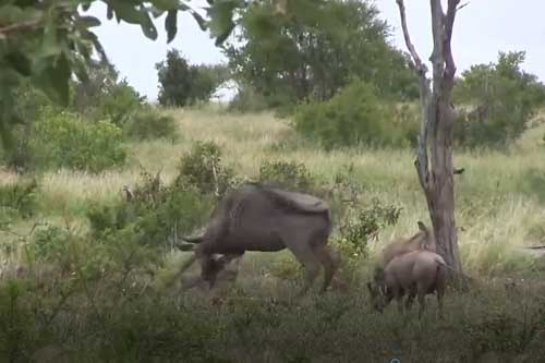 Clip: Linh dương mẹ bảo vệ con sơ sinh trước báo hoa mai và lợn bướu