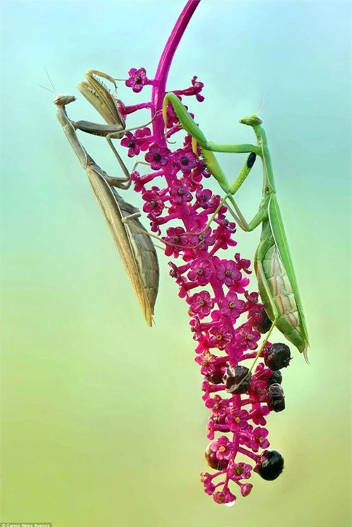 Sự đối xứng tuyệt đẹp của cặp côn trùng trên cánh hoa - 10