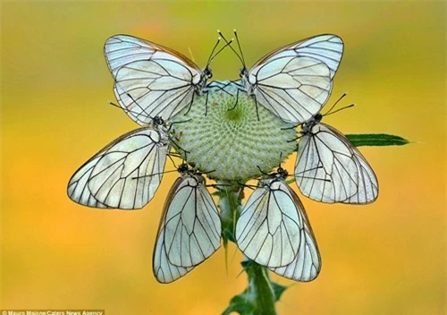 Sự đối xứng tuyệt đẹp của cặp côn trùng trên cánh hoa - 2