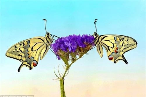 Sự đối xứng tuyệt đẹp của cặp côn trùng trên cánh hoa - 3