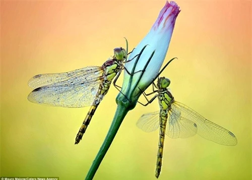 Sự đối xứng tuyệt đẹp của cặp côn trùng trên cánh hoa - 5