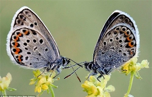 Sự đối xứng tuyệt đẹp của cặp côn trùng trên cánh hoa - 6