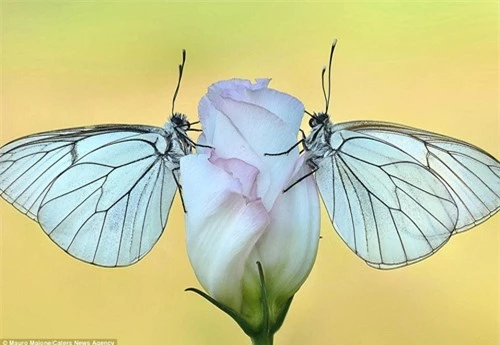 Sự đối xứng tuyệt đẹp của cặp côn trùng trên cánh hoa - 7