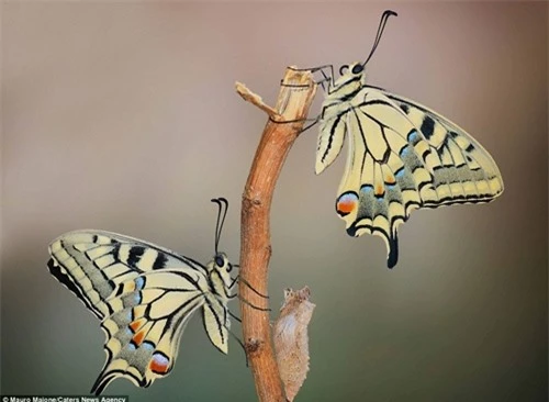 Sự đối xứng tuyệt đẹp của cặp côn trùng trên cánh hoa - 9