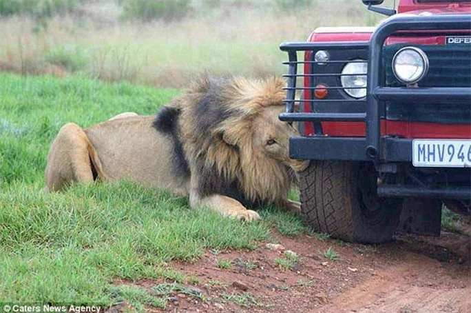 Sư tử gặm bánh xe suốt 1 giờ đồng hồ. Ảnh: Caters News Agency