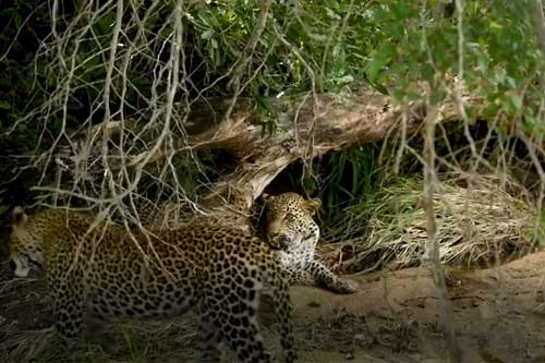 Clip: Vừa thấy báo hoa mai đực, báo cái đã lao vào tấn công điên cuồng, vì sao vậy?