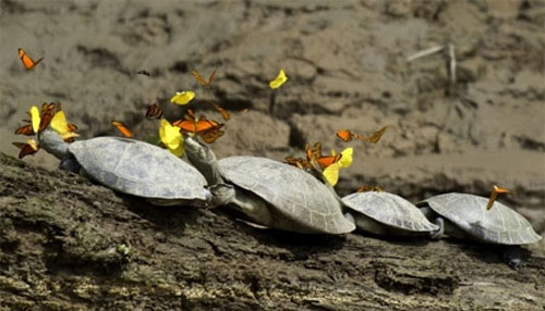 Tìm hiểu về loài bướm chuyên uống nước mắt rùa