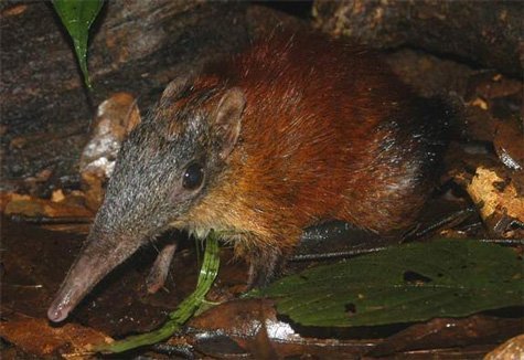 Những loài vật sắp biến mất trên Trái Đất