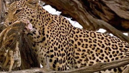 CLIP: Báo leo cây cao, phá tổ chén thịt chim cú