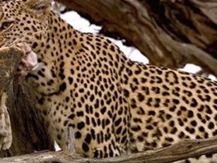 CLIP: Báo leo cây cao, phá tổ chén thịt chim cú
