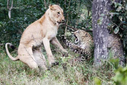 Khoảnh khắc kinh hoàng của báo hoa mai khi bị sư tử bất ngờ tập kích