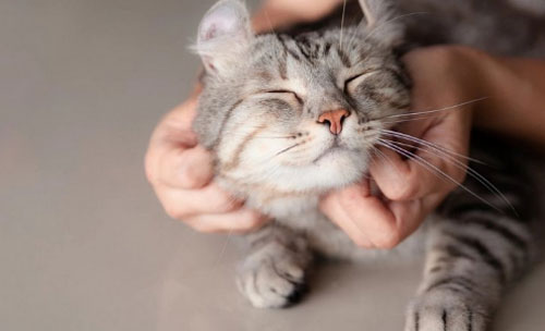 Nghiên cứu: Mèo biết bạn đang gọi tên nó nhưng đôi khi chúng phớt lờ thôi