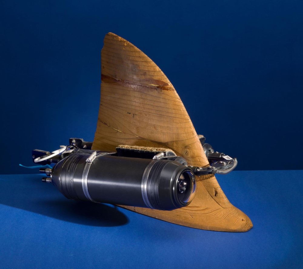 Bí mật để có những thước phim về động vật hoang dã