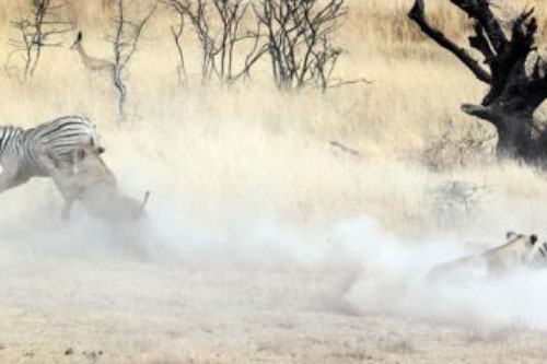 Sư tử rượt đuổi ngựa vằn trong khói bụi mù mịt