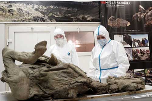 Nga "truy tìm" virus thời tiền sử trong xác ngựa bị chôn vùi 4500 năm dưới băng vĩnh cửu