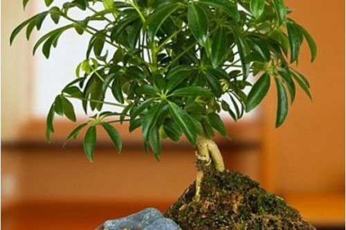 Cây ngũ gia bì hút khí độc, đuổi muỗi hiệu quả lại mang may mắn cho gia chủ