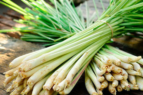 Bỏ túi mẹo này nhà bạn chẳng bao giờ có con muỗi nào mà không cần thuốc diệt