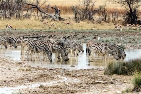 Trong lúc đang thám hiểm Vườn quốc gia Etosha, nhiếp ảnh gia Marianne Louw đã bắt gặp cảnh tượng một đàn ngựa vằn tụ tập ở một hố nước. Phía xa, 3 con sư tử đang rình rập, chờ cơ hội để tấn công con mồi. 