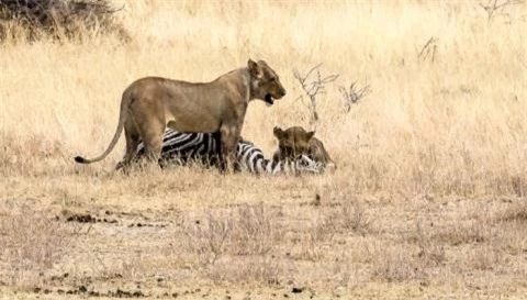 Nhiếp ảnh gia Marianne đã ghi lại được những hình ảnh chân thực nhất về sự hoảng loạn của đàn ngựa vằn khi bị sư tử đột ngột tấn công. 