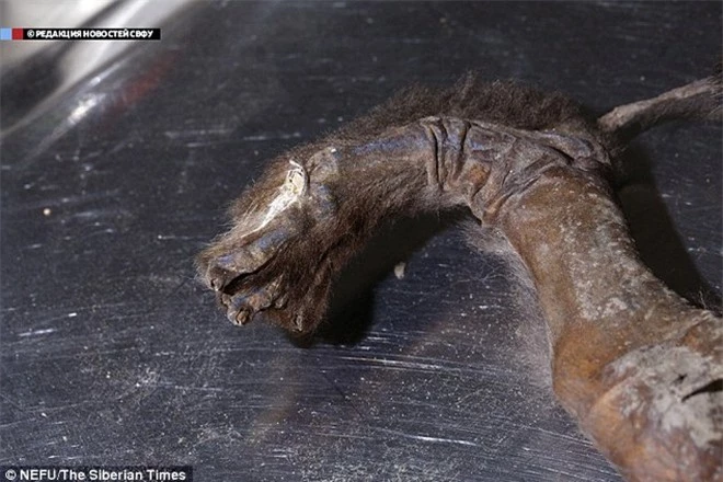 Xác ướp chó cổ đại 12.400 tuổi ở vùng Siberia 