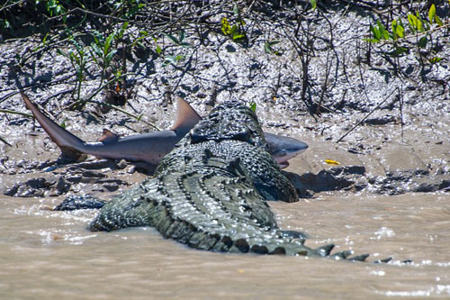 Cá sấu khổng lồ nuốt chửng cá mập