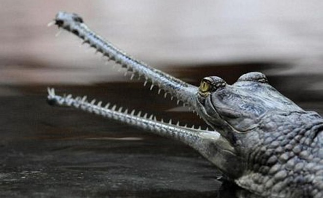 Những động vật kỳ lạ nhất hành tinh