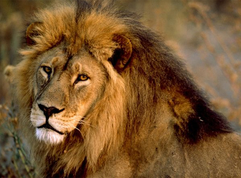 Cảnh báo nguy cơ đại tuyệt chủng các loài