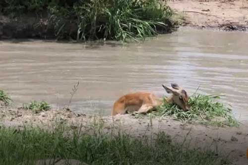 Clip: Linh dương vừa thoát khỏi hàm cá sấu lại bị 'bóng đen' lao ra đoạt mạng