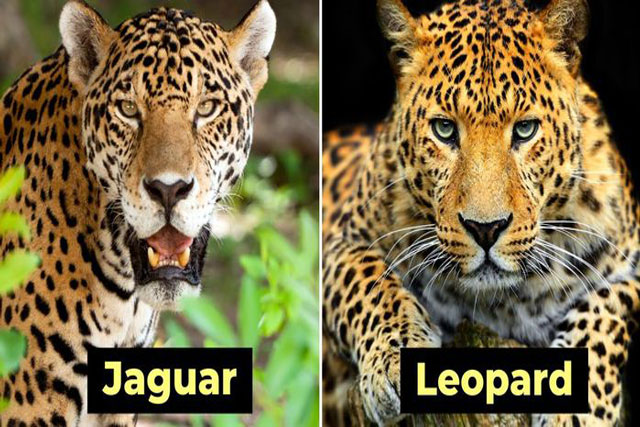 10 cặp động vật nhìn cứ như tưởng "anh chị em" nhưng thực chất chẳng có mối quan hệ "thân thiết"