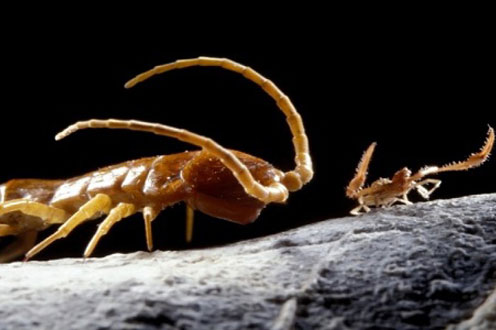 Bí ẩn hang động 5,5 triệu năm bị bịt kín và những loài vật kỳ lạ