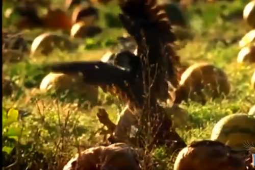 Clip: Thỏ đồng bị ưng ngỗng truy sát 'cực gắt', cuộc chiến tốc độ kết cục thế nào?