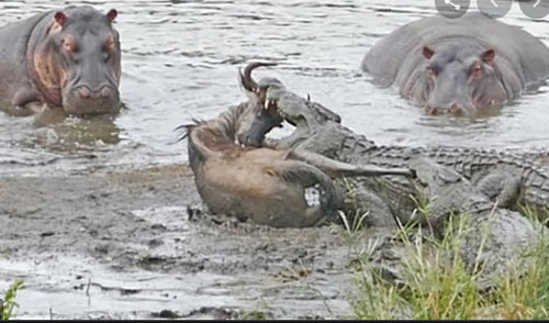 CLIP: Cá sấu nuốt hận vì bị hà mã cướp bữa ăn tận miệng