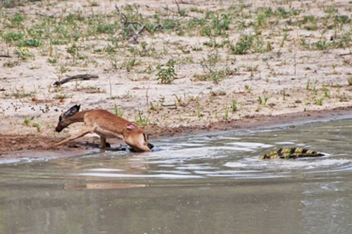 Linh dương chiến cá sấu: Kết ngoài sức tưởng tượng