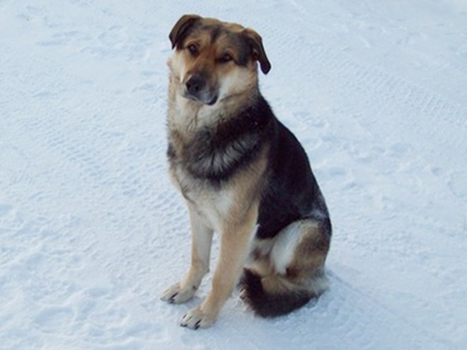 Kinh ngạc trước sự chung thủy của loài chó