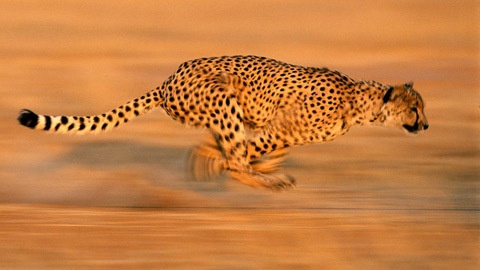 CLIP: Giải mã tốc độ rượt đuổi kinh hoàng của báo hoa