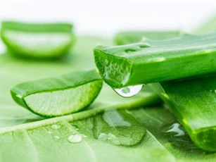6 công thức làm đẹp tuyệt vời với nha đam