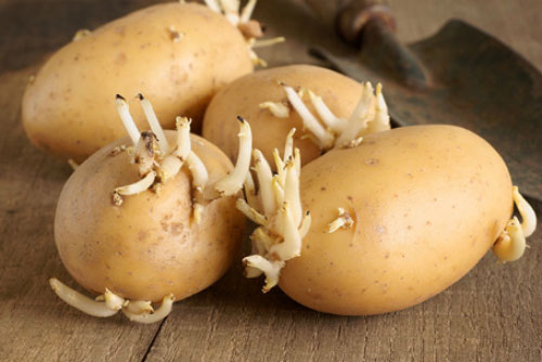 4 loại thực phẩm dễ gây độc trong căn bếp nhà bạn