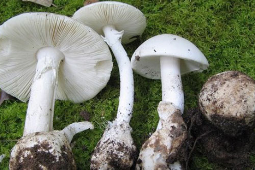 Phòng tránh độc tố tự nhiên trong thực phẩm