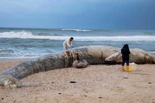Xác cá voi, rùa biển đen sì bởi hàng chục tấn hắc ín trôi nổi trên biển tại Israel
