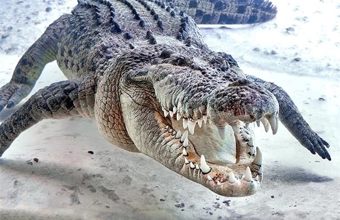 Mổ bụng cá sấu khủng dài hơn 4 mét phát hiện bí mật kinh hoàng