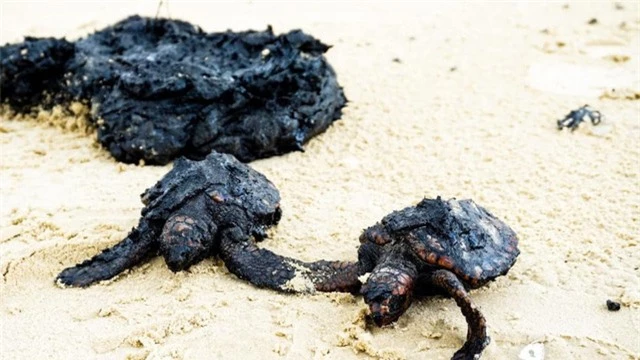 Xác cá voi, rùa biển đen sì bởi hàng chục tấn hắc ín trôi nổi trên biển tại Israel - Ảnh 4.