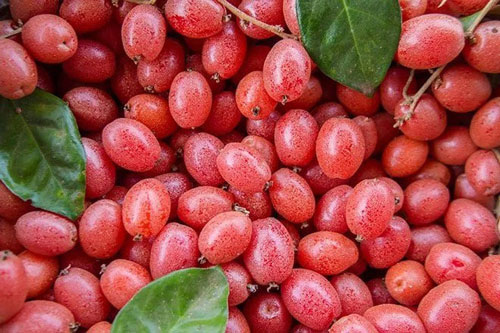 Những người tuyệt đối không được ăn quả nhót