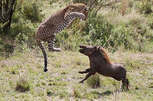 Báo mang thai tung tuyệt kĩ, đoạt mạng lợn rừng hung dữ