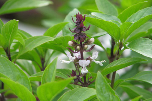 3 loại cây hạ sốt cực nhanh