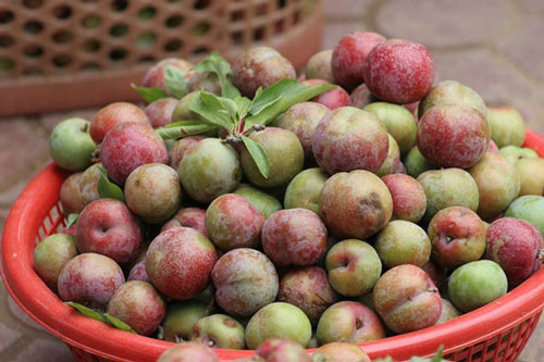 Những người tuyệt đối không được ăn mận