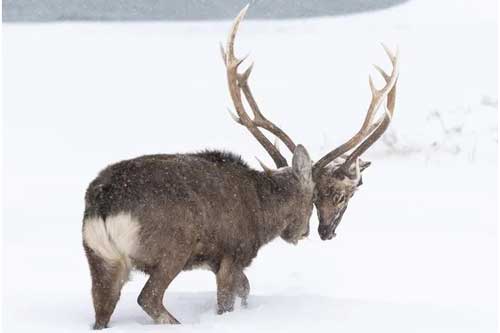 Clip: Hươu đực lang thang với đầu lâu của đối thủ treo lủng lẳng trên sừng mình