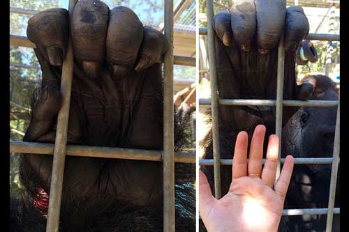 13 bức ảnh cho thấy con người nhỏ bé ra sao trước động vật